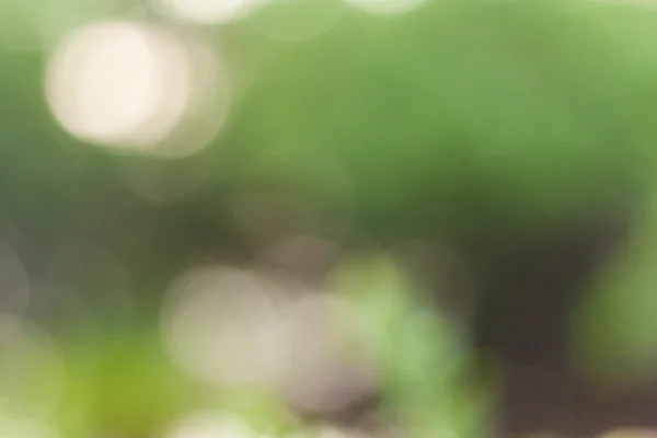 Green bokeh background Stock Image