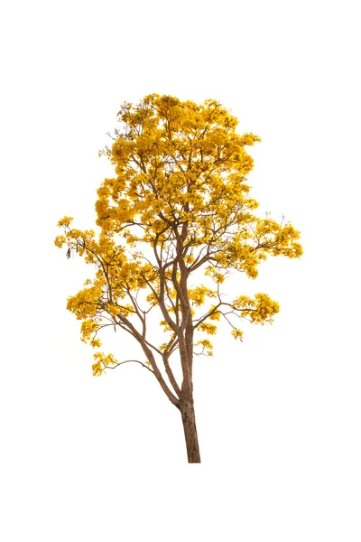 Желтое осеннее дерево — стоковое фото
