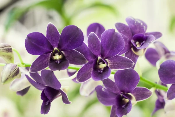 Orquídea — Fotografia de Stock