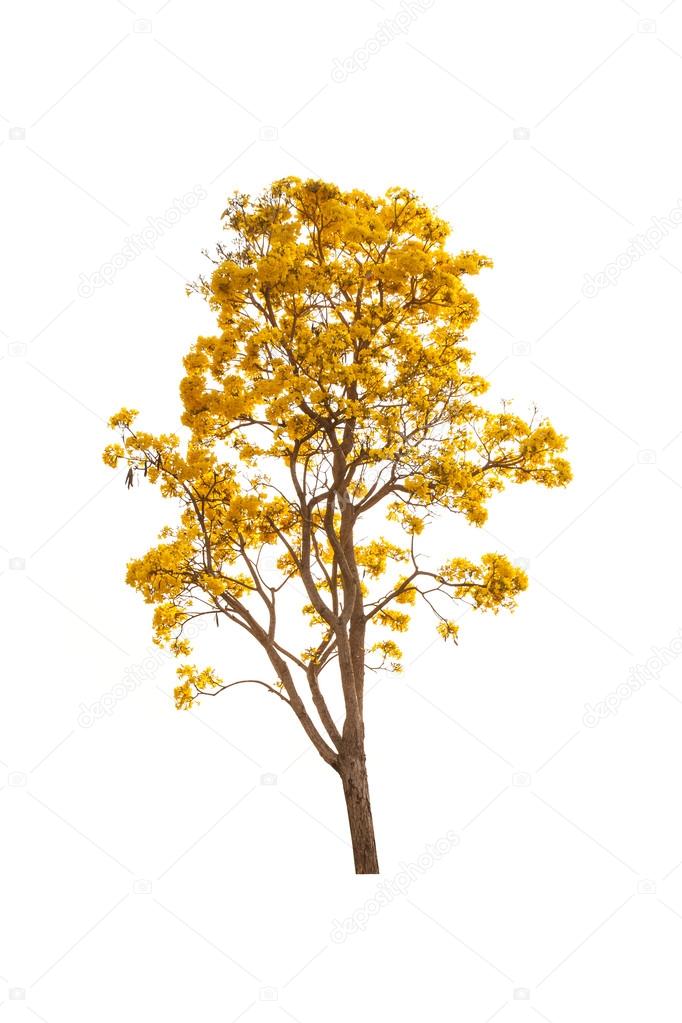 yellow autumn tree isolated