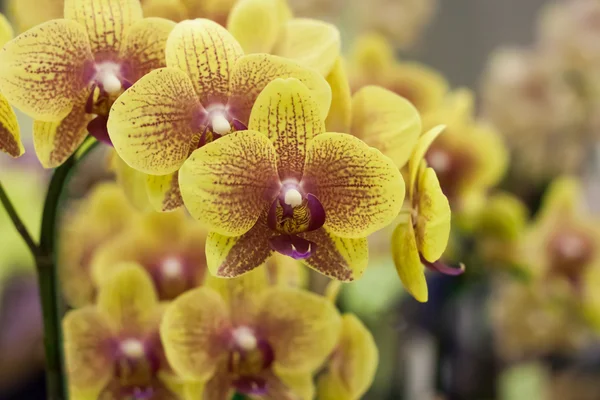 Flores de orquídeas — Fotografia de Stock