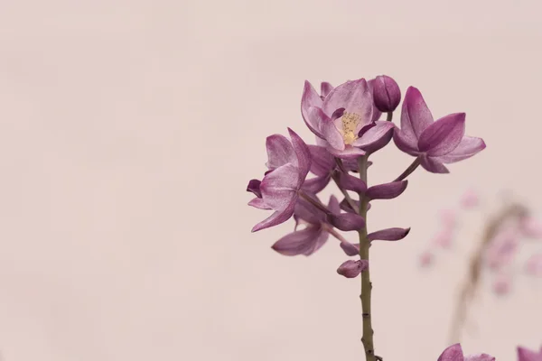 蘭の花とビンテージ背景 — ストック写真