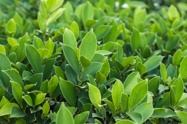 Leaf background — Stock Photo, Image