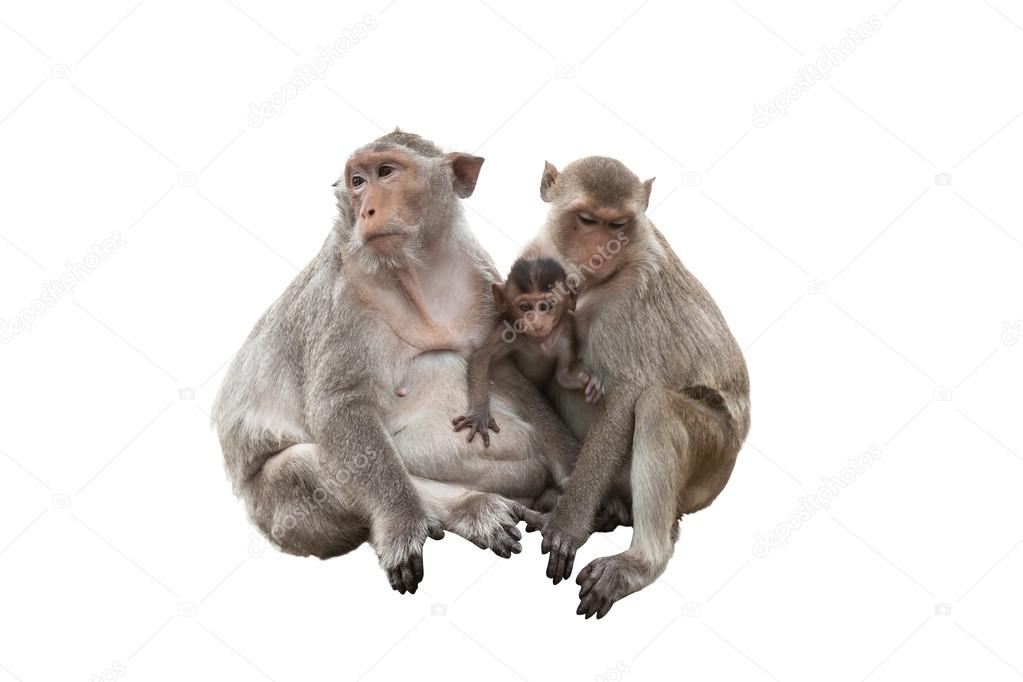 monkey family 