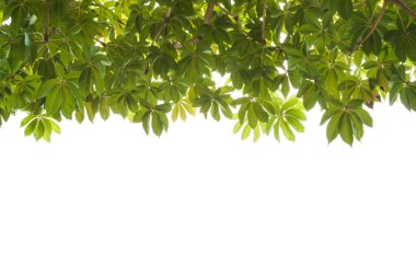 yeşil yapraklar arkaplan