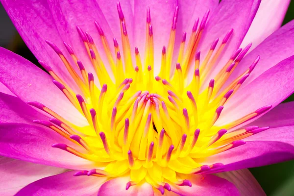 Pink Lotus flower, — Stock Photo, Image