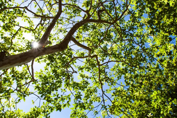 Upp syn på träd och sol på blå himmel — Stockfoto