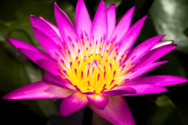 Růžový Lotosový květ, krásné lotus. — Stock fotografie