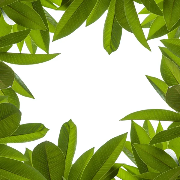Zelený list izolované na bílém pozadí, — Stock fotografie
