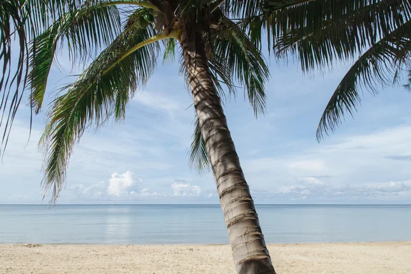 Praia tropical com palmeira — Fotografia de Stock