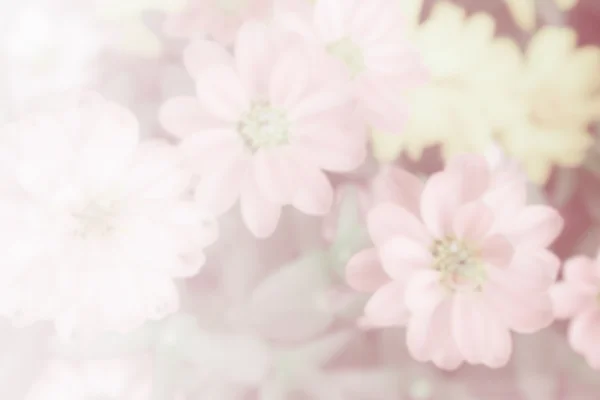 Flower background — Stock Photo, Image