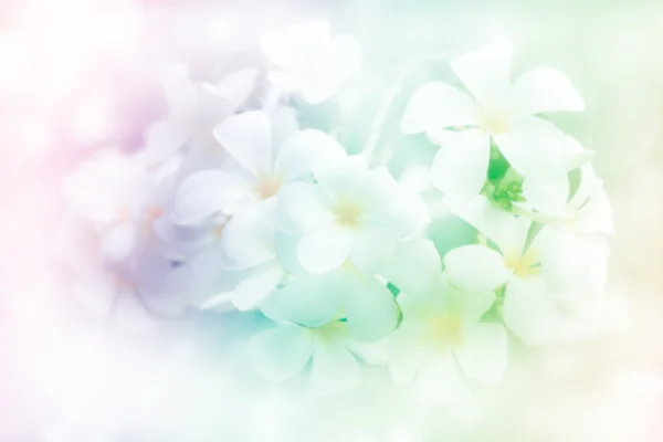 Flower background — Stock Photo, Image