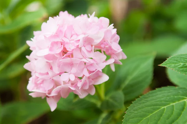 Hydrangea ανθίζει — Φωτογραφία Αρχείου