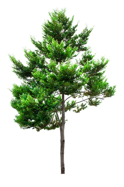 Tree — Stock Photo, Image