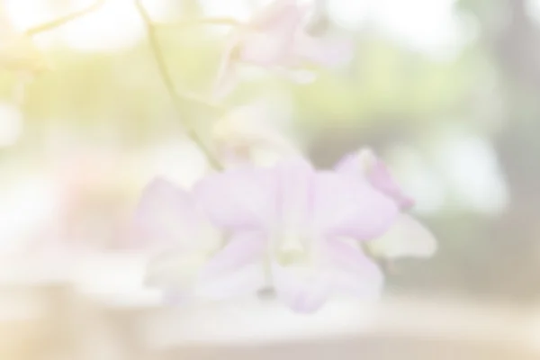 Orchids in soft style — Stock Photo, Image