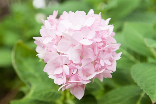 Hortênsias jardim — Fotografia de Stock