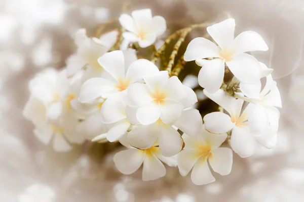 Flower background, — Stock Photo, Image