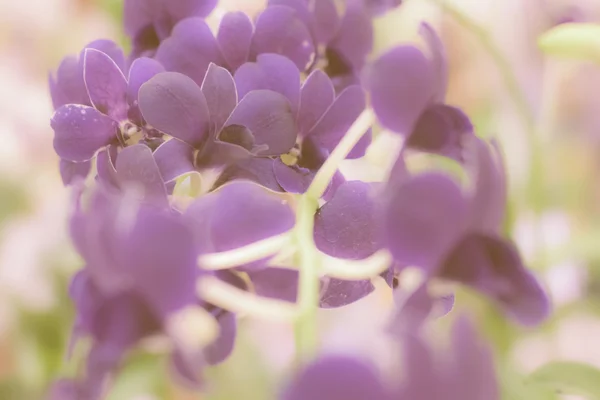 Fundo das orquídeas — Fotografia de Stock