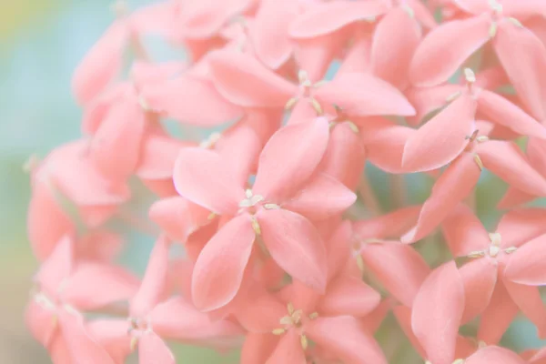 Flor de rubiáceas . — Fotografia de Stock