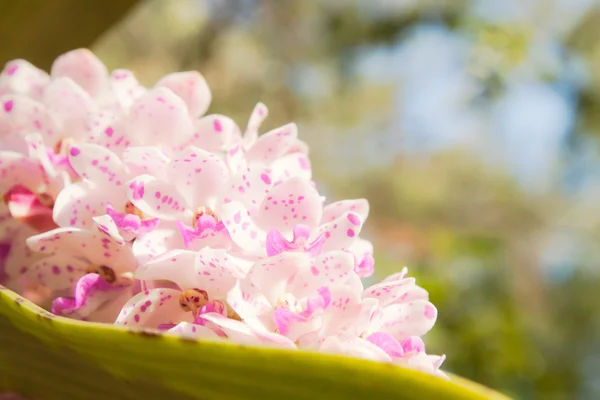 Orchid flower. — Stock Photo, Image