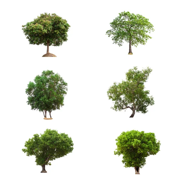 Trees Collection isolated — Stock Photo, Image