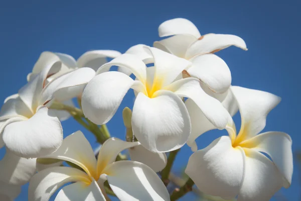 Weiße Frangipani-Blüte — Stockfoto