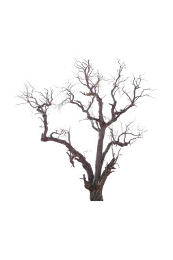  ölü ağaçlar 