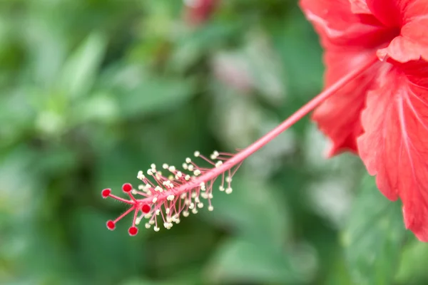 芙蓉花红色花瓣 — 图库照片