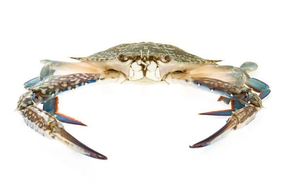 Crab — Stock Photo, Image