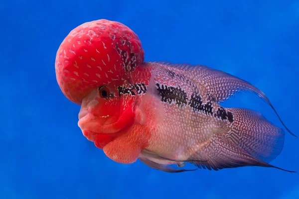 Flowerhorn ciklid fisk — Stockfoto