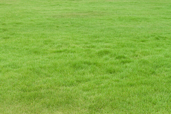 fresh spring green grass