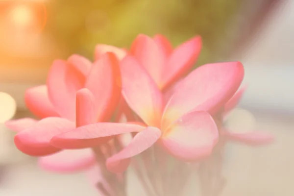 Röd frangipani bakgrund — Stockfoto