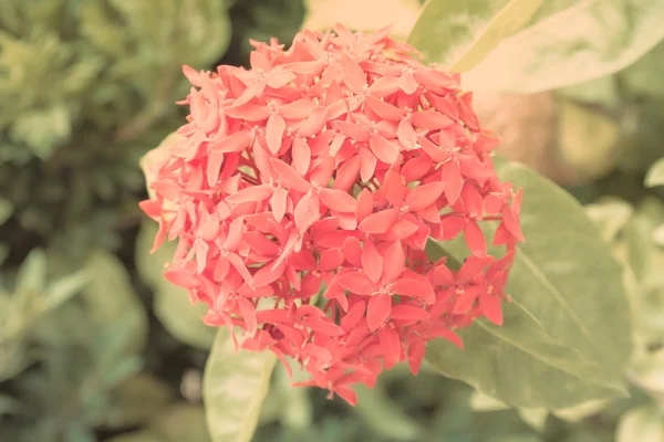 Rubiaceae flower  background — Stock Photo, Image
