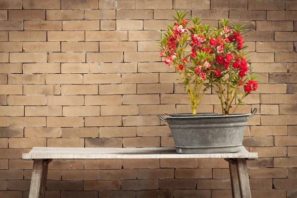 Röd blomma och tegel vägg bakgrund — Stockfoto