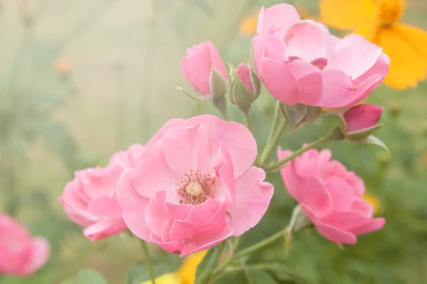 Pembe Gül — Stok fotoğraf