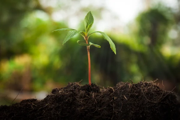 Jeune plante dans le jardin — Photo