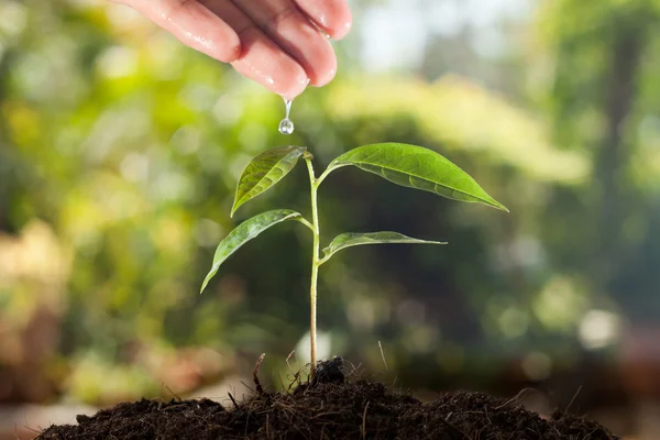 Farmer's hand watering a young plant with green bokeh background — Stock Photo, Image