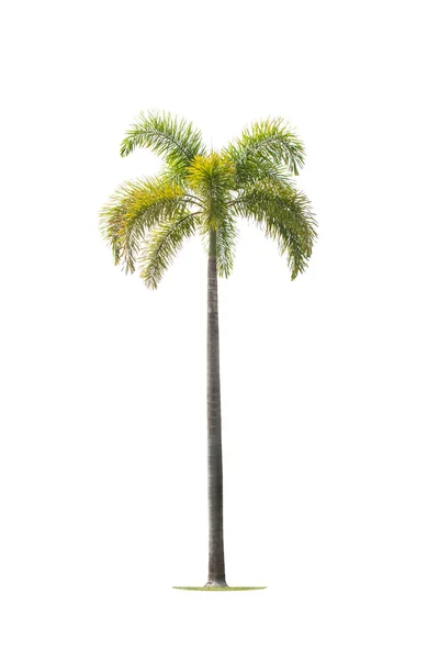 Betel palm trees — Stock Photo, Image