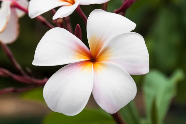 Plumeria or frangipani — Stock Photo, Image