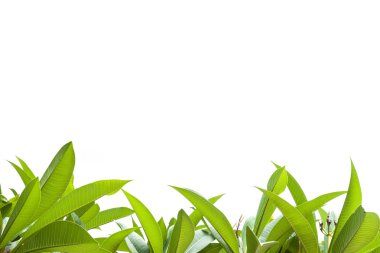 yaprak yeşil arka plan