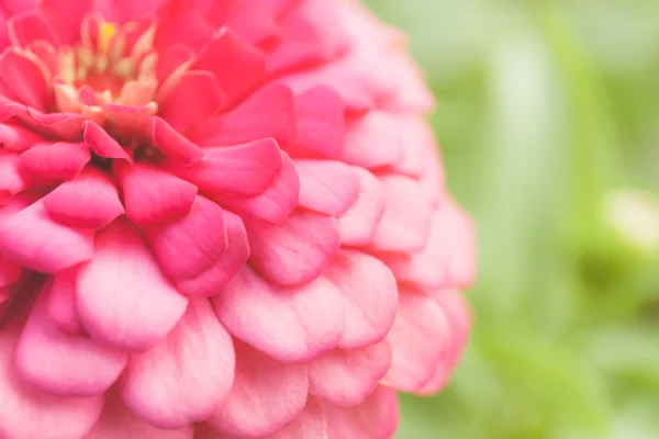 Rosa fiore sfondo — Foto Stock