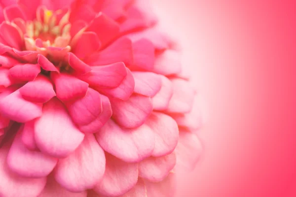 Fundo de flor rosa — Fotografia de Stock