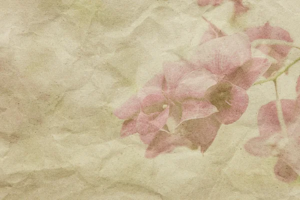 兰花在纸张纹理的背景上 — 图库照片