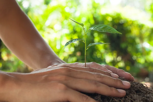 Händerna håller och omsorg en ung planta Stockbild