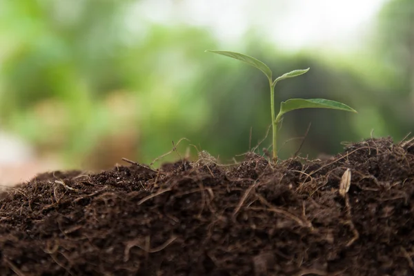 Jonge plant groeit op bruin bodem — Stockfoto