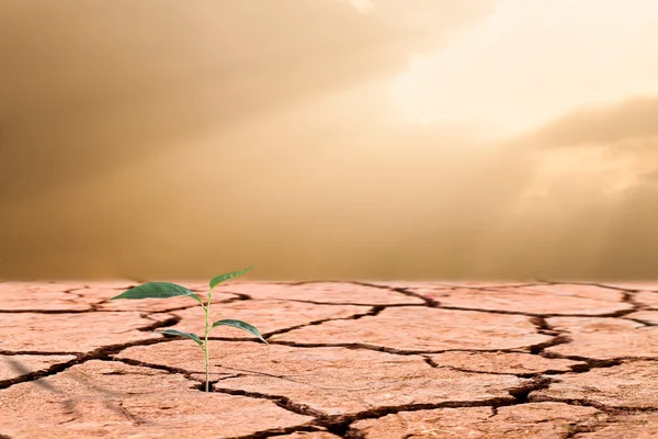 Jeune plante poussant sur sol fissuré — Photo