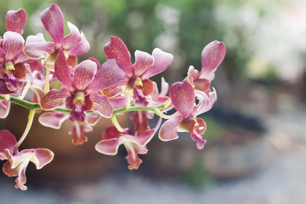 Orquídeas — Fotografia de Stock