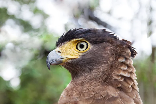 Hawk — Stockfoto