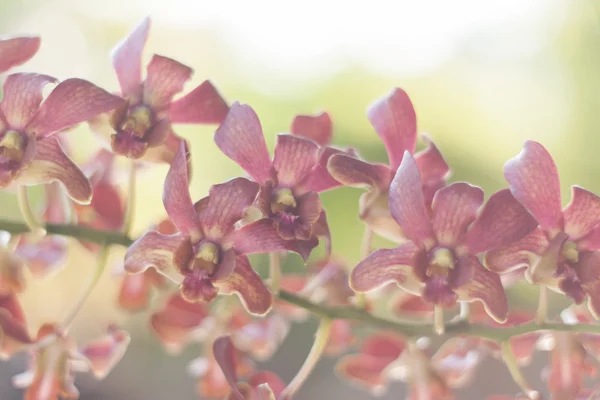 Orquídeas em fundo de estilo suave — Fotografia de Stock