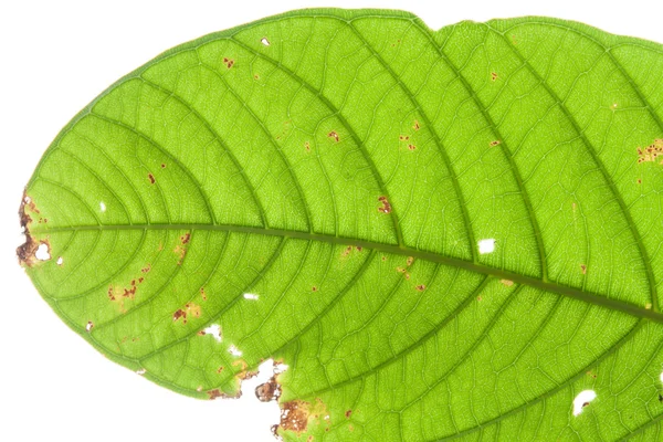 Hoja con agujeros —  Fotos de Stock